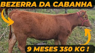 BEZERRA da cabanha 9 MESES 350 KG !!