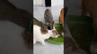 Kucing Berjamaah #shots #cat #kucing #catkucing #catlover #catmeow #cats