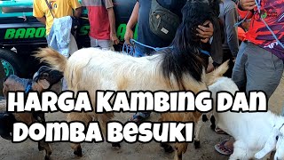 HARGA KAMBING DOMBA HARI INI