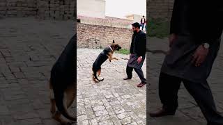 German Shepherd’s ball catching and playing