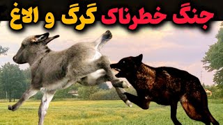 نبردی عجیب بین گرگ والاغ |کدوم پیروز میدان هست ؟😱