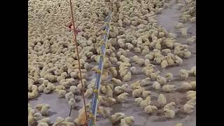 A day old chick in a poultry farm