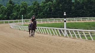 Falcon Blue galloping on 5/17.