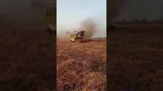 Wheat harvesting claas dominater 88s in Pakistan