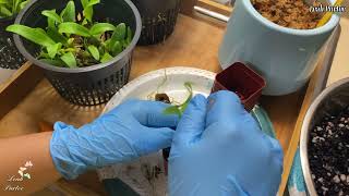 How to Pot a Dendrobium Plugs || #mylittlejungle #orchidplugs #orchids #wildlife #flowers