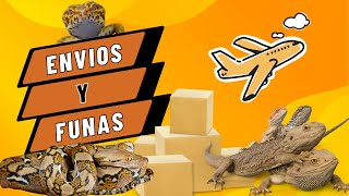 T2 EP03 ENVÍOS que salieron MAL de pogona, Gecko leopardo y pitón retículada 😟☠️⚠️