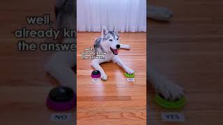 Husky Answers Question Using Talking Buttons! (Except she never even let me ask the question...)