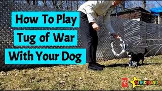 How To Play Tug With Your Dog | Dog Training