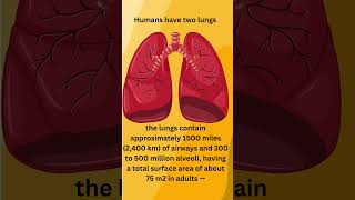 The Surface Area Of Your Lungs 🤔#didyouknow #lunges