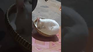 macam macam kelakuan kucing nih gaes