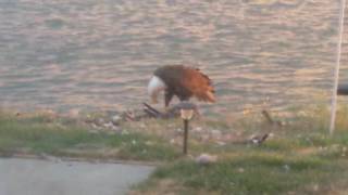 An eagle making a mess in my backyard.