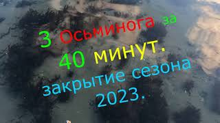 Закрытие сезона по Осьминогу на Сахалине. Осень 2023