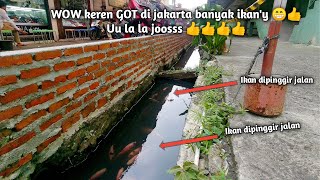 Ikan dipinggir got jakarta, jakarta bersih & jakarta berbenah