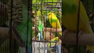 Lovely Budgies  nature cage setup |#Shorts