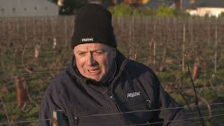 SÉCATEUR - PRUNING SHEARS - C35 - Témoignage Champagne Jean-Louis Nares - PELLENC