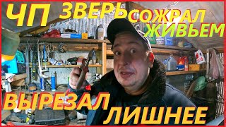 ЧП в деревне# ЧТО ЗА ЗВЕРЬ?# ВЫРЕЗАЛ ЛИШНЮЮ ПРОВОДКУ В АВТО# ПРИКЛЮЧЕНИЯ СЕРЕГИ В ДЕРЕВНЕ#деревня