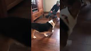 The Unstoppable Force Corgi and the Immoveable Object Corgi Compete at Fetch #corgi