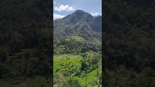 BERINA RICE TERRACE Bali #baliindonesia