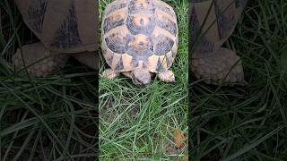 Turtle in my garden #turtle #tortoise #garden #ground #forest #animals #love #viral #wildlife #pot