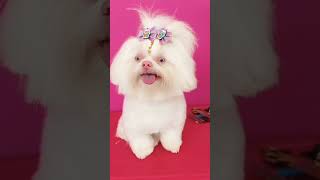 Pérola ❤️ Shihtzu Albino #shorts #banhoetosa #dog #pets #shihtzupuppies