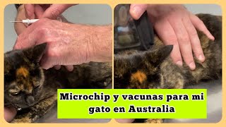 Vamos al Veterinario adoptamos una Gata, Microchip y vacunas para mi gata | Mascotas en Australia