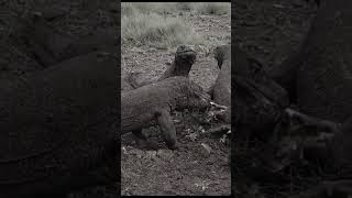 almost hit the Komodo dragon's leg