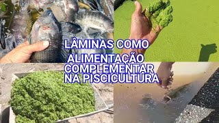 LEMINAS D'ÁGUA OU LENTILHA COM ALIMENTAÇÃO COMPLEMENTAR NA PISCICULTURA