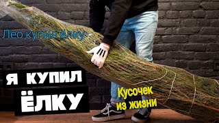 Лео купил ёлку. Кусочек из жизни