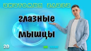 Глазные мышцы | Строение глаза