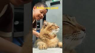 Kucing ini besar dan bulu tebal