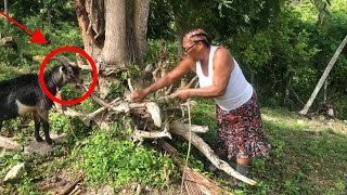 Jamaican Grandmother In The Backyard Farm Moving Goats|Jamaica Vlog