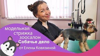 Модельная стрижка йоркширского терьера