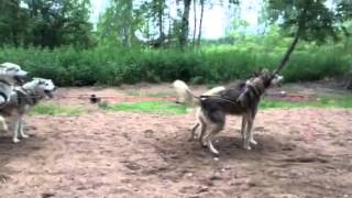 Visit of the husky farm (part 2) - Rovaniemi (Finland)