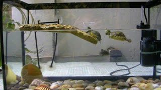 turtle tank setup|कछुआ का एक्वेरियम सेटअप देखे|सिंगापुरी कछुआ 🐢|देखे कछुआ का बच्चा|baby turtle setup