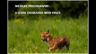 Wildlife photography- A close encounter with foxes