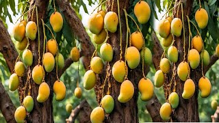 How to Grow Mangos Trees from Cuttings ,propagate mango using only aloe vera