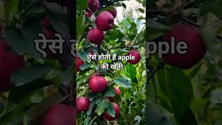 ऐसे होती हैं apple की खेती #shorts #ytshorts #viralshorts #apple