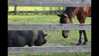 Shiloh and Bart's First Meeting