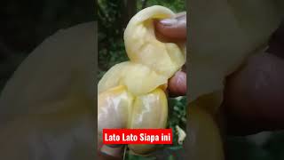 Lato Lato Siapa ini