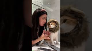 Funny cat videos 🤣📷 #cat #catlover #funnycat #shortvideo #shortsfeed #shorts EPISODE 103