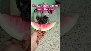 You're my best friend 🥰☺#ilovemypug #doglove#cute #zuzu#pugobsession #funnypugpuppy#pugsmile #mylove