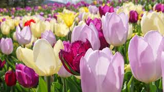 Amazing Tulip Fields