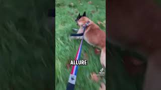 Partie 2 Atom intervient 🐕 #chien #dog #policedog #k9 #video #intervention