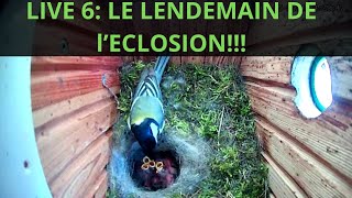 LIVE 6 : LE LENDEMAIN DES OEUFS TOUT JUSTE ECLOS : il y a du monde