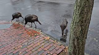 Wild turkeys moving into residential areas