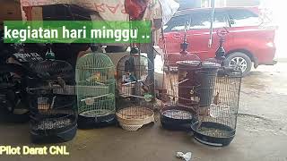 Bersihin kandang burung.