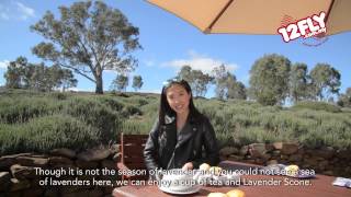 12fly TV - Rain at Lyndoch Lavender Farm, South Australia