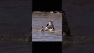 A zebra crossing the river was bitten to death by a crocodile