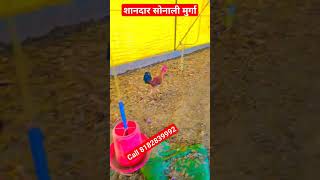 सोनाली मुर्गा #sonalimurgipalan #desipoultryfarming #sonalimurgi