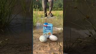 Outdoor Skill: Life Hacks for SURVIVAL 🥛🥚#bushcraft #survival #lifehacks #camping #outdoors